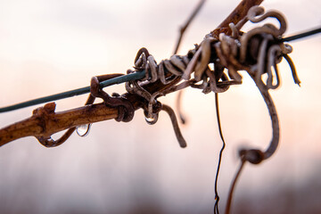 Macro shot of a dewdrops glistening on a twisted grapevine in winter vineyard at dawn, Closeup of...