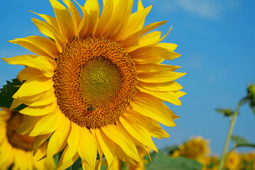 Naklejka premium Bee sits on sunflower, collecting pollen and nectar
