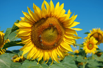 Worker bees on beautiful sunflowers in the field. Bees are very useful insects
