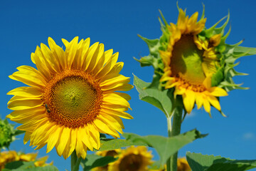 Fototapeta premium Bee sits on sunflower, collecting pollen and nectar