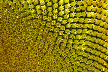 Fibonacci golden ratio in nature and sunflower seeds. Golden ratio in sunflowers