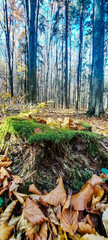 Macro  - Forest - Europe, Romania, Suceava region