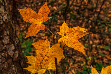 Macro  - Forest - Europe, Romania, Suceava region