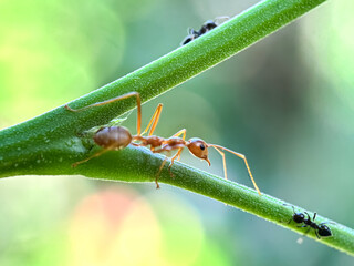 Close up of weaver ants and black ants in the trees