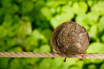 close up of a snail, Closeup Rope Knot, Tree, Tree trunk, Rope tied to a Tree Trunk with a green plant background, Green, Abstract Rope and Trunk