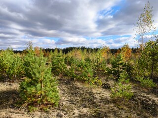 Obraz premium Young pines in the forest. A young forest.