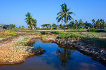 Fish pond in the dry season on a sunny day