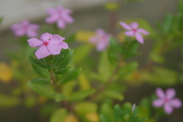Catharanthus roseus 