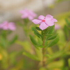 Fototapeta premium Catharanthus Roseus flower 