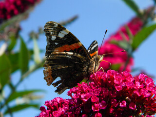 Floral background. Summer.