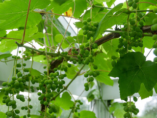 Grape vine in the greenhouse. Lots of unripe grapes on it. Gardening background. Inspiration.