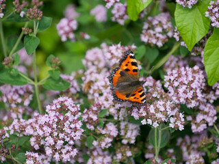 Butterfly sitting on a blooming wild oregano plant. Summer picture.