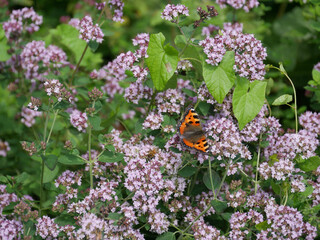 Butterfly sitting on a blooming wild oregano plant. Summer picture.