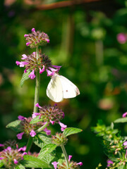 Floral background. Summer.