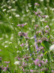 Summer flowers, beautiful meadow.