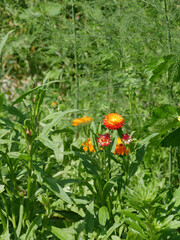 Floral background. Summer florals.