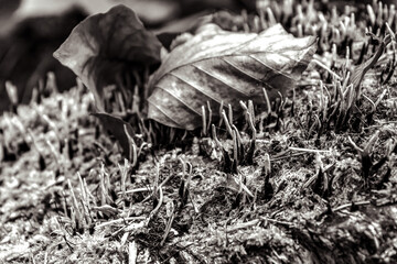 Macro  - Forest - Europe, Romania, Suceava region