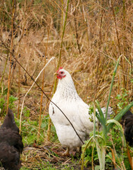 White hen rummaging around in the vegetable garden. 