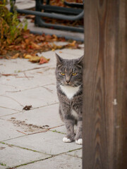 Cat sitting outdoors on the patio, looking at the camera. Grey tabby cat portrait.