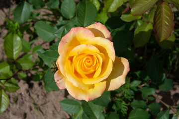 Beautiful yellow rose with pink edges of petals against a background of green leaves close-up in a summer garden