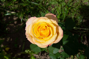 Beautiful yellow rose with pink edges of petals against a background of green leaves close-up in a summer garden