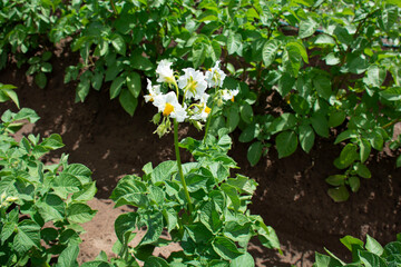 Potato bush blooms with white flowers in the garden in summer