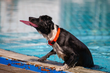 Bodercollie klettert aus dem Wasser im Freibad in Nagold mit Frisbee im Maul, Baden-Württemberg,...