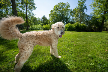 Golden Doodle getting ready to run on the lawn