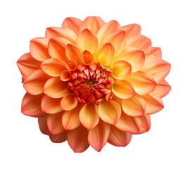 Fototapeta premium Orange yellow dahlia flower on a transparent background. isolated background.