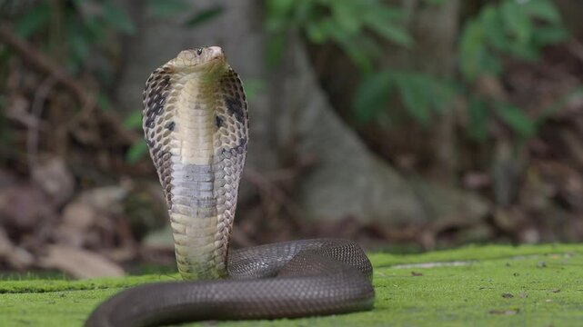 Cobra, deadly serpent living in nature