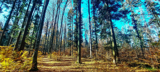 Landscapes - Forest - Europe, Romania, Suceava region