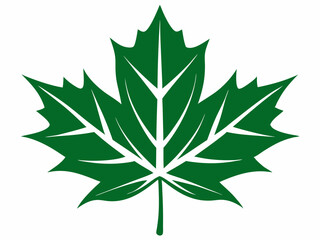 green maple leaf vector illustration