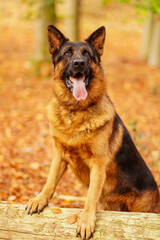 German Shepard Dog