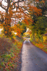 autumn in the forest