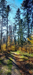 Landscapes - Forest - Europe, Romania, Suceava region