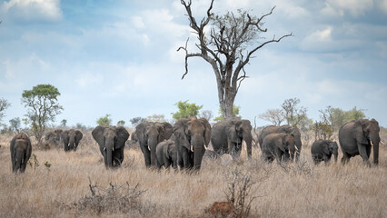 Fototapeta premium A vast herd of African elephants marches in formation, following the matriarch across the arid landscape, with towering bare trees silhouetted against the sky in the background.
