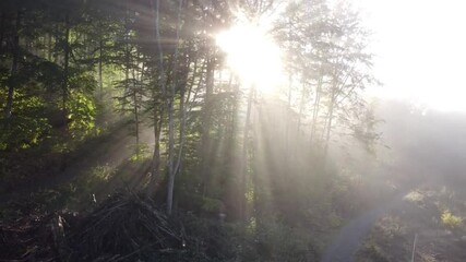 Sunbeams Piercing the Misty Forest