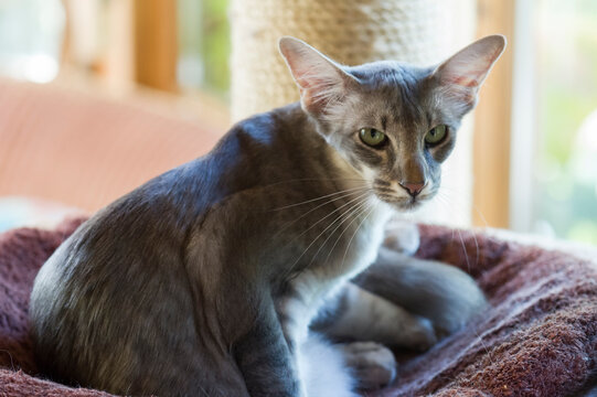 Orientalisch Langhaar Katze in ihrem Katzenk&ouml;rbchen
