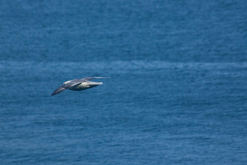 Fototapeta premium Bird flying over the ocean
