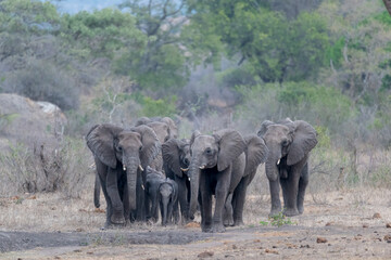 African elephant herd emerging out of the distance as they rush towards a waterhole to quench their...