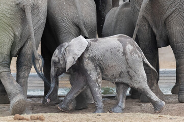 Fototapeta premium African elephant calf jostling for position amongst the other herd members to have a drink at the waterhole