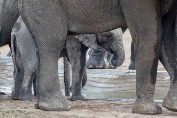 Fototapeta premium African elephant calf hidden behind the herd members for protection while drinking at a waterhole.