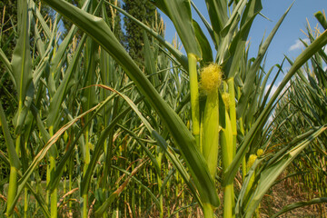 Obraz premium Corn field on the bright blue sky background. Farming and agriculture, growing fresh vegetables and fruits. Corn leaves and cobs growing in a green big field, corn planting in Italy 