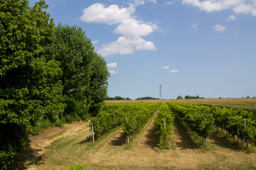 Obraz premium Vineyards in Italy. Grape trees and vines and bushes with green grape leaves and branches and fruits growing in Italian countryside in the summer during the sunny days 