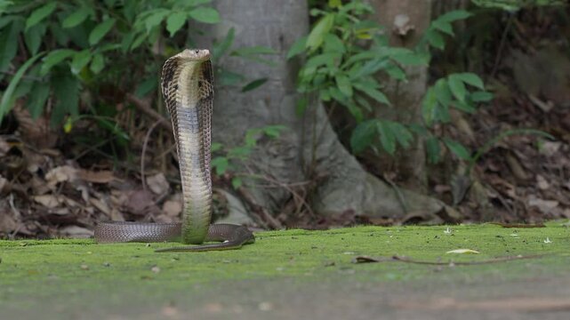 Cobra, deadly serpent living in nature
