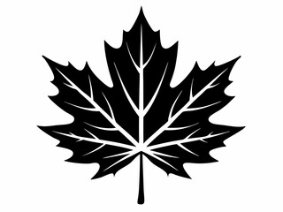 Obraz premium Detailed black and white maple leaf illustration