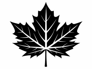 Detailed black and white maple leaf illustration