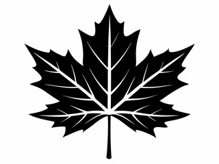 Obraz premium Detailed black and white maple leaf illustration