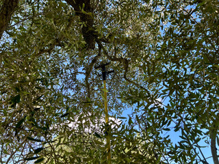 HARVESTING OLIVES WITH A BLAST HOLDER, FROM UNDER THE TREE 1