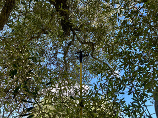 HARVESTING OLIVES WITH A BLAST HOLDER, FROM UNDER THE TREE